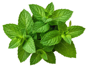 Fresh spearmint leaves, vibrant green, top-down view, isolated on white background