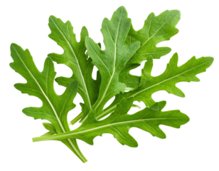 Vibrant green rocket leaves isolated on white background