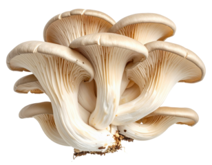 Cluster of oyster mushrooms with delicate gills on a stark white background