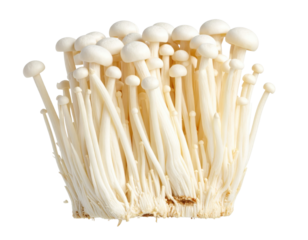 Enoki mushrooms a cluster of delicate white fungi on a clean white background