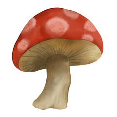 mushroom isolated on white