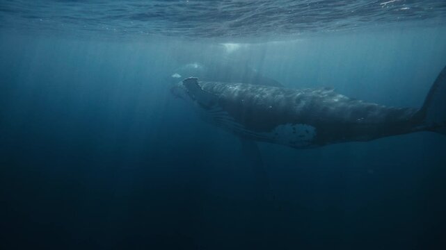 A humpback shifts gently through the water column, body illuminated by scattered blue reflections, rolling with child at surface