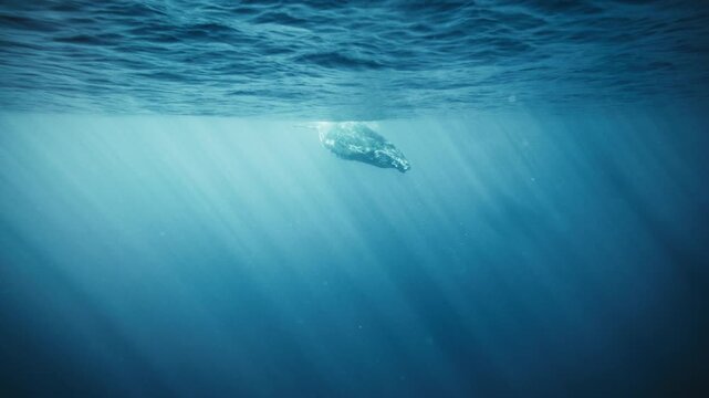 Humpback whale swims just below surface light patterns, framed by bright rippled beams