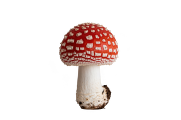 Amanita muscaria mushroom isolated on transparent background