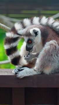 A ring-tailed lemur sits on a wooden ledge grooming and caring for its baby, showcasing a tender wildlife moment with the species&rsquo; iconic striped tail and expressive orange eyes. Vertical view.