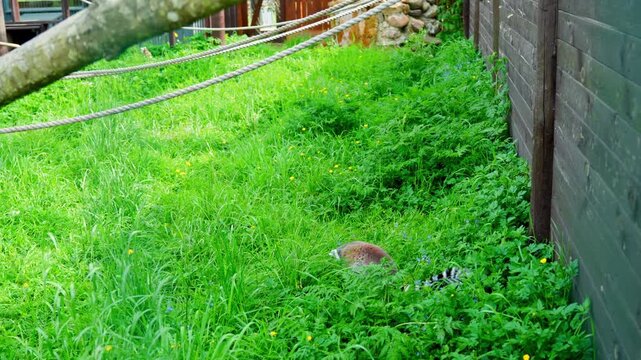A ring-tailed lemur moves through tall green grass inside an outdoor enclosure, its striped tail partly visible as it explores the dense vegetation.