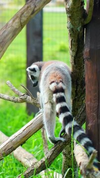 A ring-tailed lemur climbs along wooden branches in a grassy enclosure, showing its striped tail, agile movement, and natural primate behavior. Vertical view.
