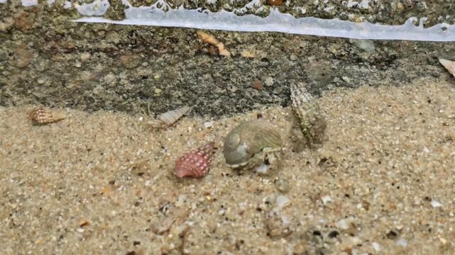 Tide Pool Macro: Detailed Close-up of Small Seashells and Marine Life on Wet Beach Sand
