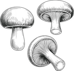 Mushroom illustration, botanical sketch, black and white fungi, vintage ink drawing, nature study, edible mushrooms, forest elements, hand-drawn style, fungus anatomy, organic texture