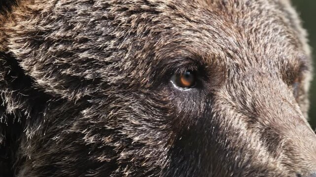 Close up of  a Brown Bear Face with Detailed Texture