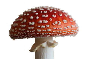Amanita muscaria mushroom isolated on transparent background