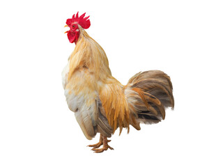 White and brown chicken cock that is standing with its beak open and crowing elegant and dignified, isolated object on transparent background.