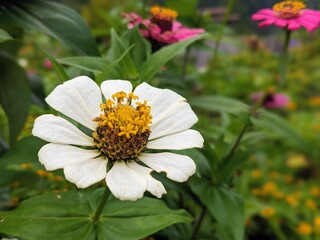 White Zinnia flower blooming in a garden. Close-up of elegant petals and yellow pollen center with natural green blurred background