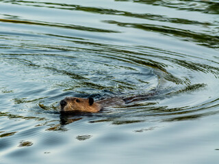 beaver in the river © Oasis23