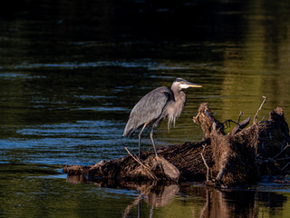 great blue heron