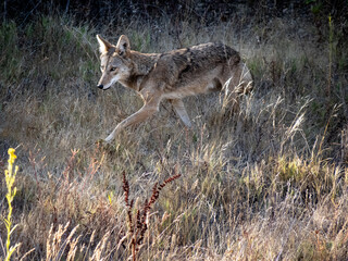 Fototapeta premium coyote
