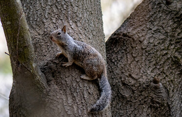 squirrel on a tree