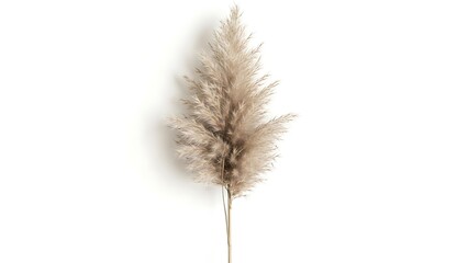 A single dried pampas grass plume with its feathery seed heads against a white background.
