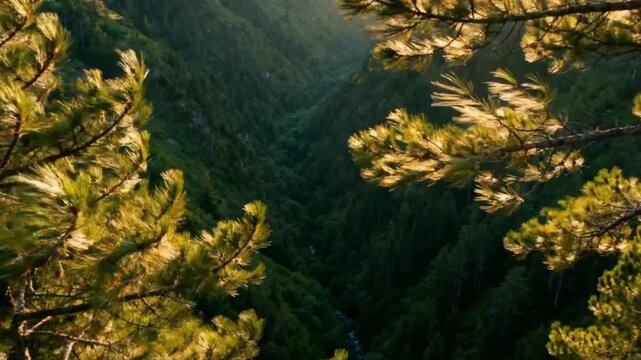 The Soughing of the Pine Trees Lingers in the Valley: The Branches and Leaves of the Pines Whisper Gently in the Wind, Presenting an Ethereal and Remote Scene Blending the Tranquility of the Mountain 