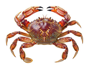 Crab behavior in marine habitat animal underwater view isolated on transparent background