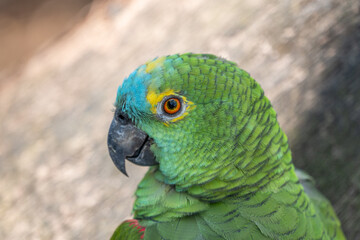 Obraz premium Intense Close-up Portrait of a Bright Green Amazon Parrot