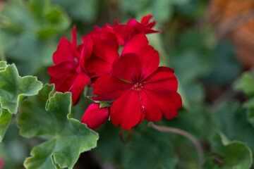 Obraz premium Detailed Macro Shot of a Single Bright Red Geranium Flower and Textured Leaves
