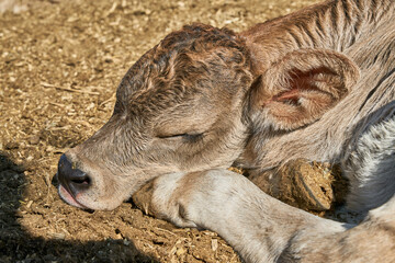 Close-up of a resting calf