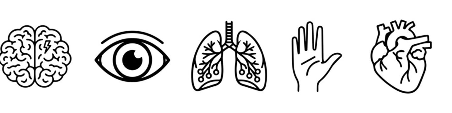 Essential human anatomy collection: brain, eye, lung, hand, and heart illustrations