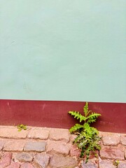 red brick wall and weed