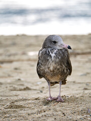天橋立の砂浜を散歩するウミネコの若鳥