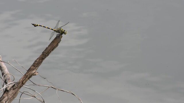 Dragonfly with Yellow and Black Stripes Perched on a Dry Branch Over Muted Grey Water Surface, Macro Wildlife Scene