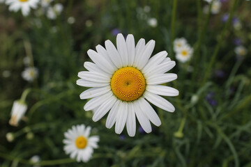 Fototapeta premium A pristine white daisy with a bright yellow core shines vividly amidst a soft green garden