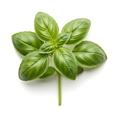 Fototapeta premium A close-up studio shot of a fresh green basil plant with vibrant leaves and a stem, isolated on a white background.