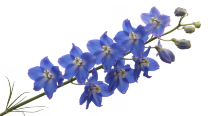 Blue Delphinium Flowers isolated on a transparent background purple white