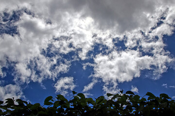 Clear Sky With White Clouds Over Green Leaves and Silhouette Against Blue Backdrop
