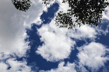 An aerial view of bright white clouds drifting across a deep blue sky, with leaves casting shadows in the upper corner of the image, creating a calm and serene atmosphere.