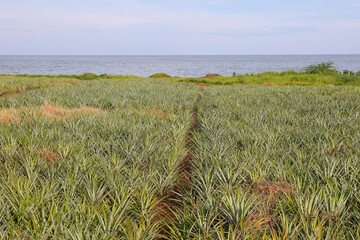 A pineapple plantation by the sea, under a bright summer sky, with the vast ocean as a backdrop.