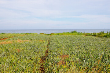 Pineapple field by the sea under bright summer sky