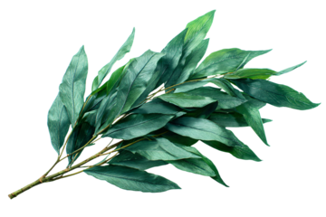 Fresh Bay Leaves Isolated on White Background