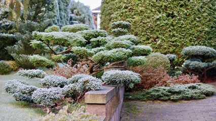 Hoarfrost covering a landscaped garden with evergreen shrubs and ornamental trees creating a beautiful winter scene