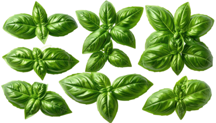 Close-up of fresh, vibrant green basil leaves, isolated on black
