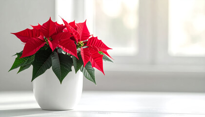 Poinsettia plant with vibrant red bracts in a modern white pot