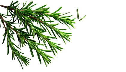 Obraz premium Fresh rosemary sprigs against a black background