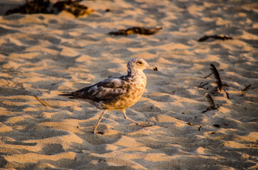 bird on the beach