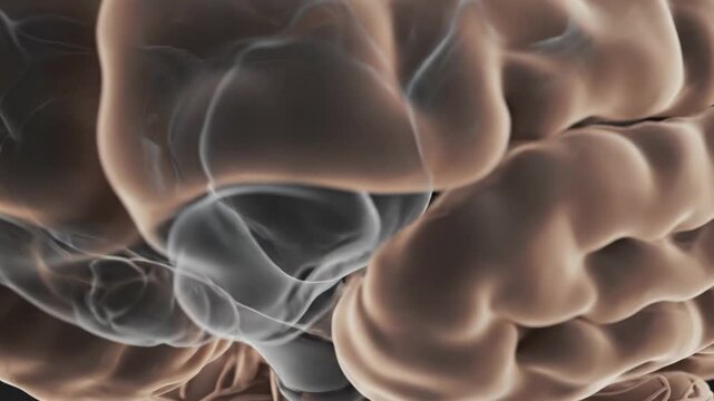 Animated Sagittal View of Human Brain Interior and Exterior - Medical Visualization