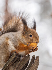 Fototapeta premium The squirrel with nut sits on tree in the winter or late autumn