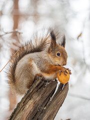 Fototapeta premium The squirrel with nut sits on tree in the winter or late autumn