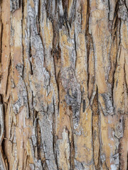 The texture of the bark of an old apple tree