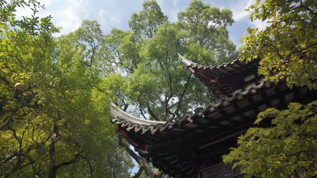 Slow motion upward view of traditional curved Chinese roof surrounded by tall ginkgo trees in sunny Yu Garden Shanghai, peaceful atmosphere