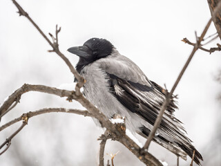 Fototapeta premium A hooded crow sitting on a tree